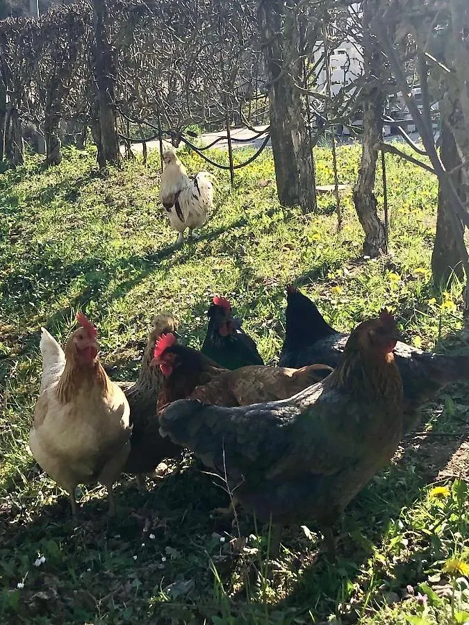 Farm stay Agriturismo Campo Rosso Civitella di Romagna Italy
